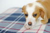 Brie -Puppy