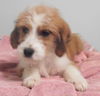 Beatrice -Puppy