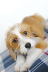 Beatrice -Puppy