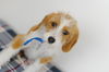 Beatrice -Puppy