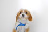 Beatrice -Puppy