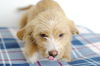 Bolt -Puppy