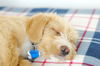 Bolt -Puppy
