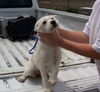 DeDe - PUPPY