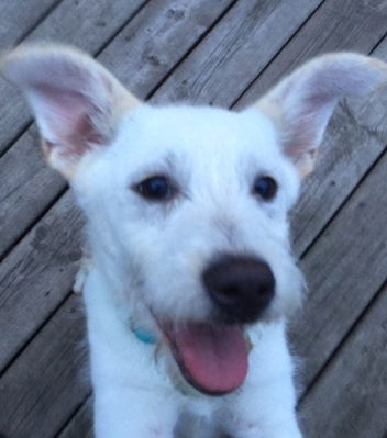 DeDe - PUPPY