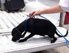 Lucy PUPPY