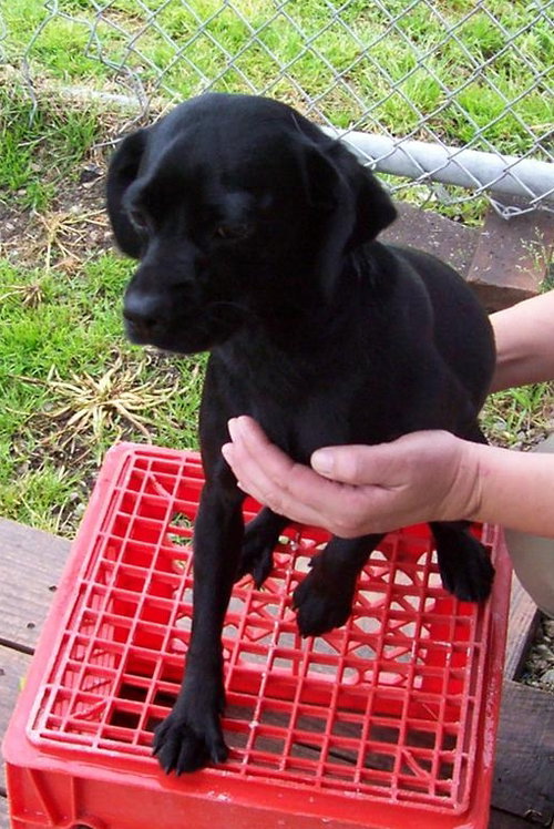 Lucy PUPPY