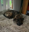 Posey Puppy