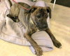 Rosie PUPPY