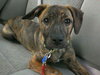 Rosie PUPPY