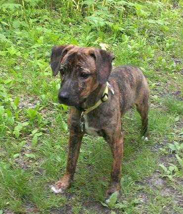 Rosie PUPPY
