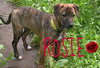 Rosie PUPPY