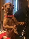 Bella-Foster Needed