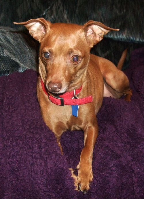 Bella-Foster Needed