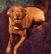 Bella-Foster Needed