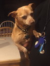 Petey Sr.