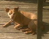 Petey Sr.