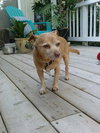 Petey Sr.