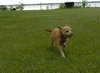 Petey Sr.
