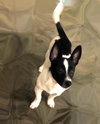 Bollo - Foster Needed