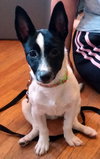 Bollo - Foster Needed