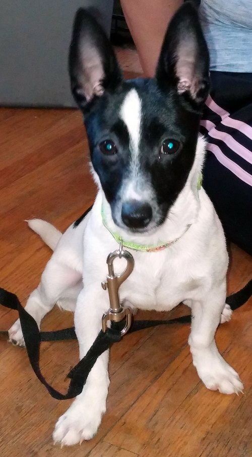 Bollo - Foster Needed