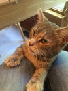 Kitty Purry