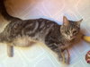 Kitty Purry