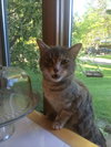 Kitty Purry