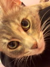 Kitty Purry