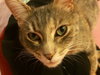 Kitty Purry