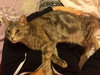 Kitty Purry