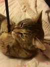 Kitty Purry
