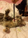 Kitty Purry
