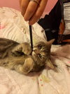 Kitty Purry