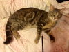 Kitty Purry