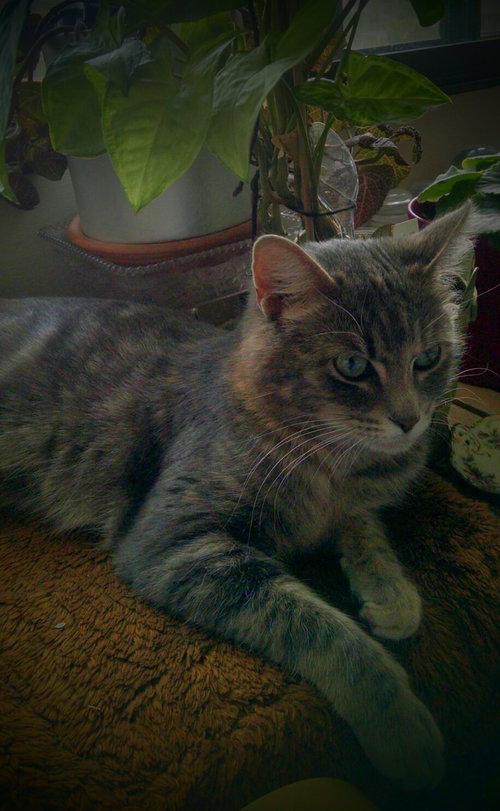 Kitty Purry
