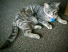 Kitty Purry