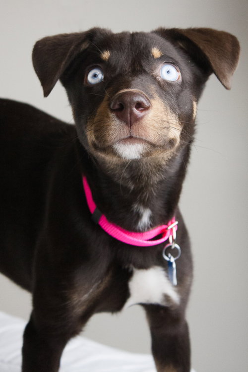 Mocha