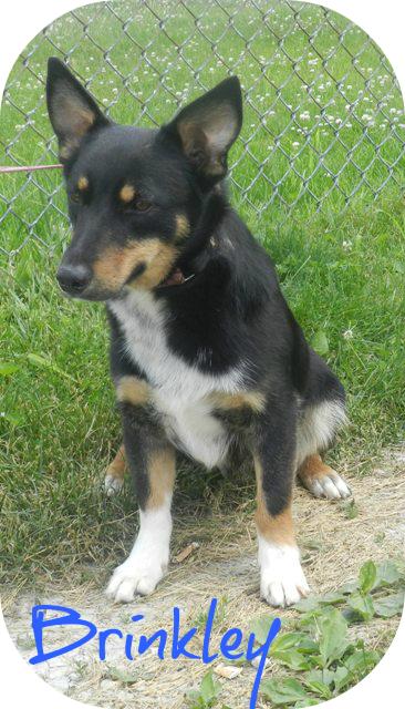 Brinkley - Foster Needed