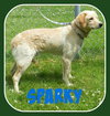 Sparky