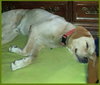 Sparky