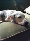 Brody