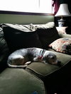 Brody