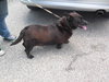 Coco -URGENT Foster Needed