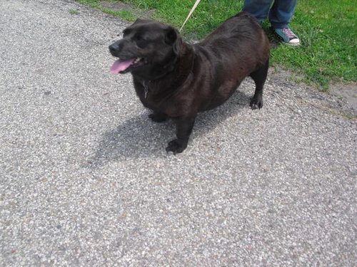 Coco -URGENT Foster Needed