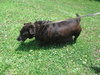 Coco -URGENT Foster Needed
