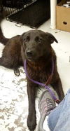 Gidget