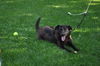 Gidget