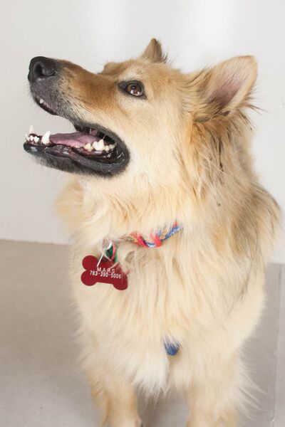 Rocko